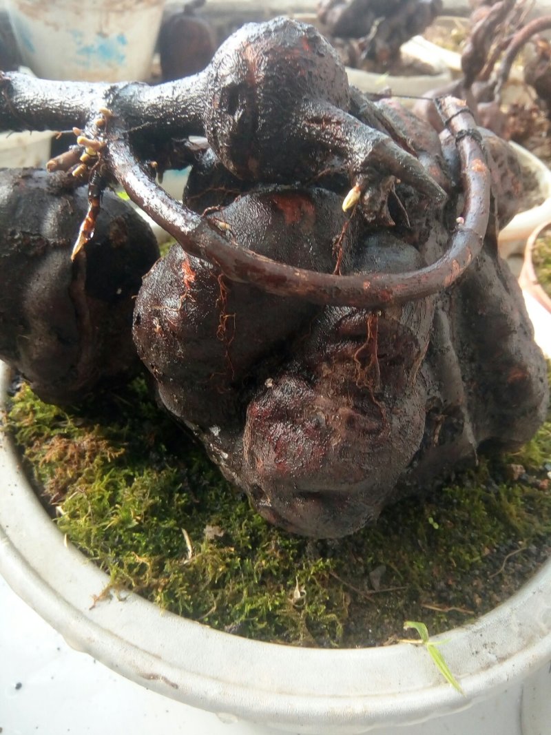 纯野生何首乌盆栽