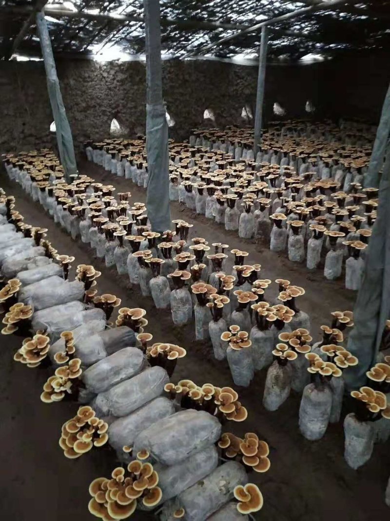 【批发零售】小型灵芝盆景25--28公分高包邮