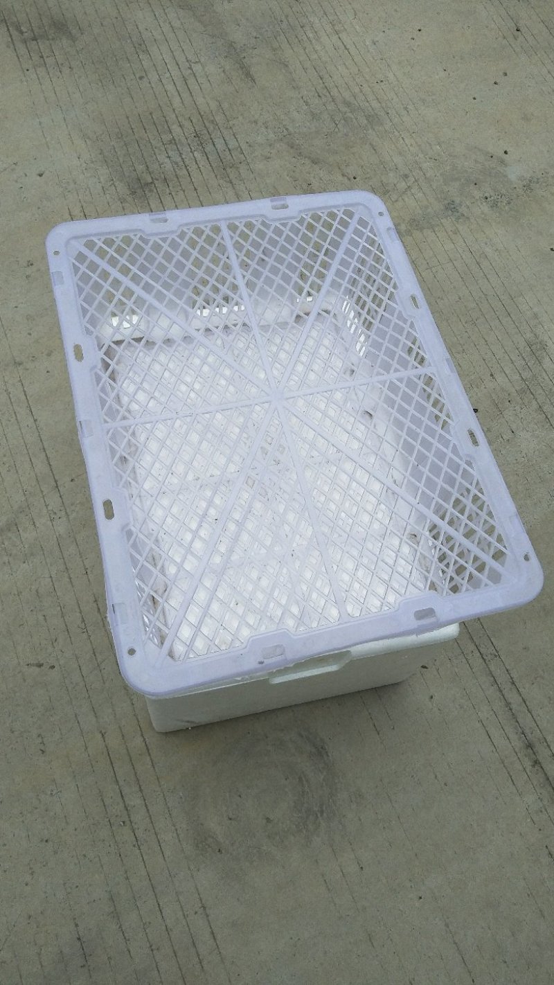水果筐，大量供应一性果筐，保质保量