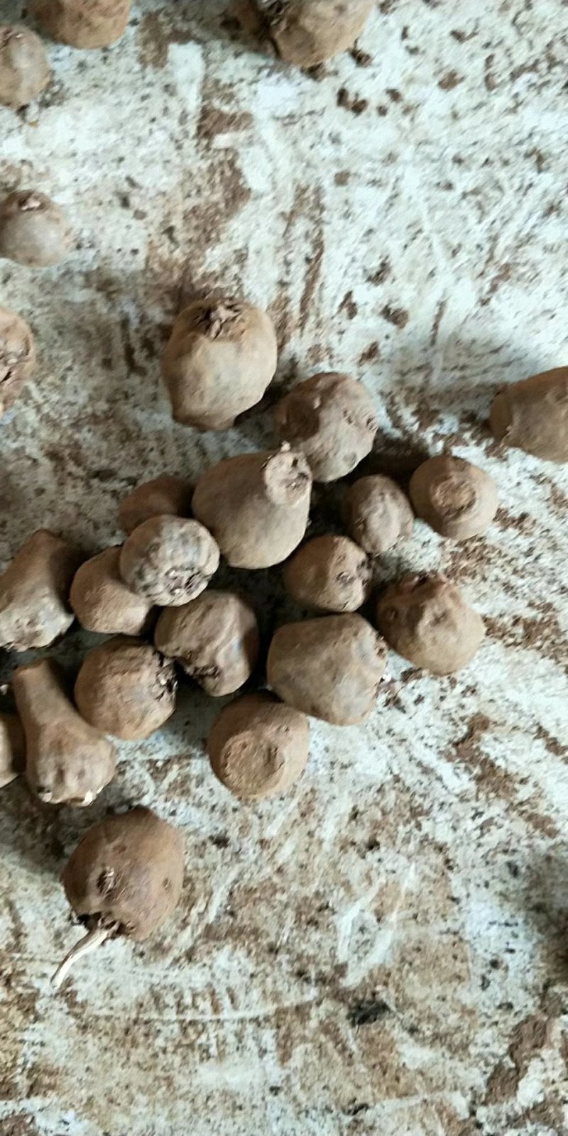 魔芋种一代魔芋种出芽率高以上签订回收合同