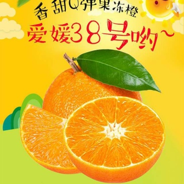爱媛果38号冻橙现货代办代收一件供应链爱媛果冻橙38号