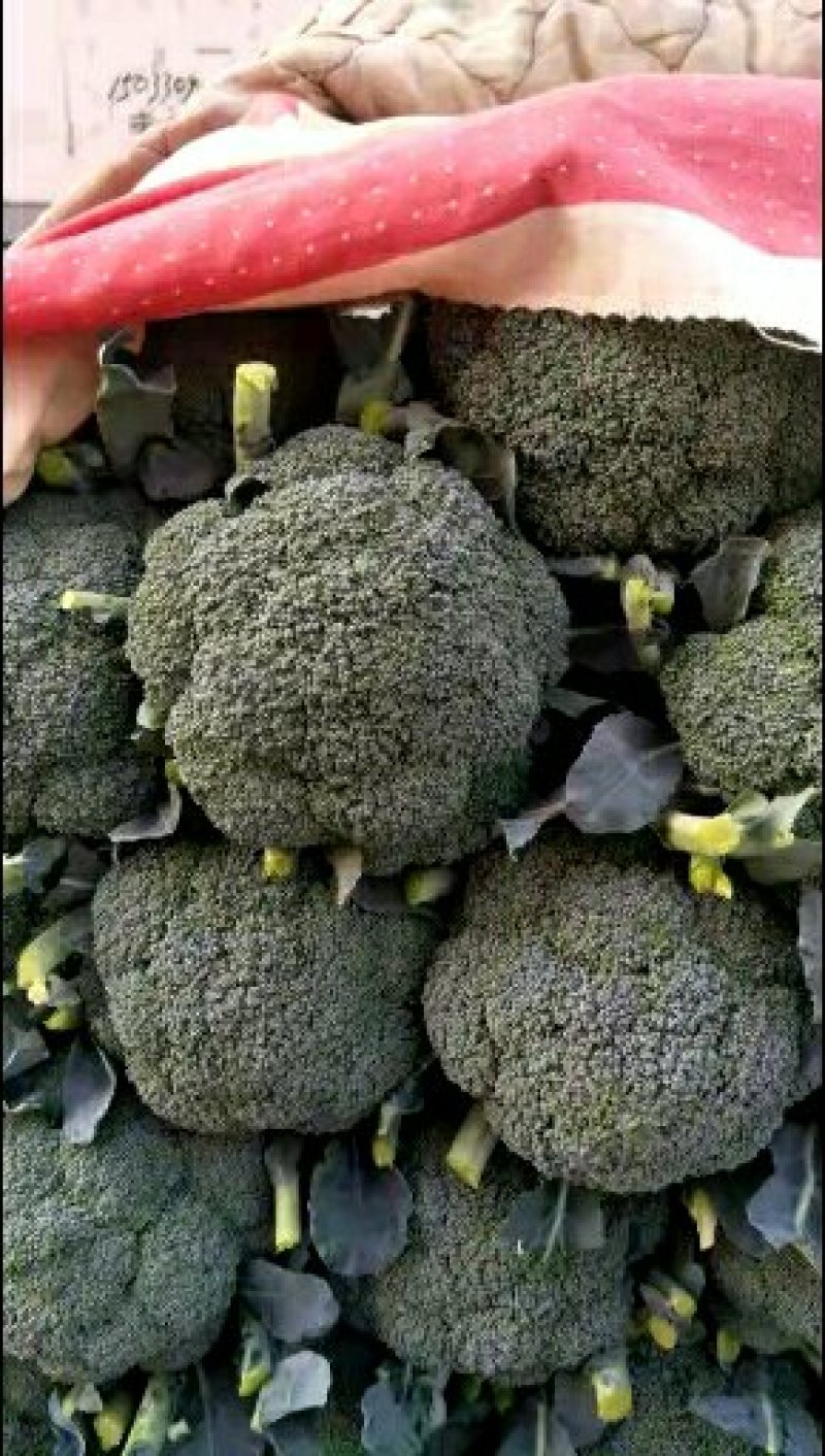 精品松花质量有保证，产地真供，专业包装团队