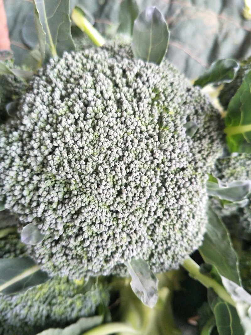 精品松花质量有保证，产地真供，专业包装团队