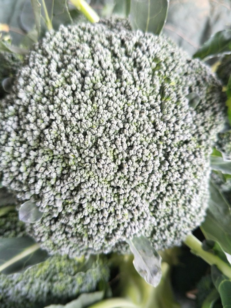 精品松花质量有保证，产地真供，专业包装团队