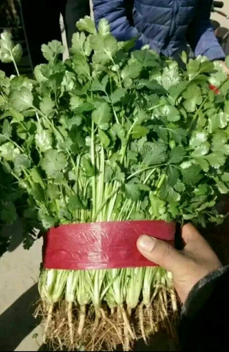 本地精品香菜质量有保证，产地真供，专业包装团队