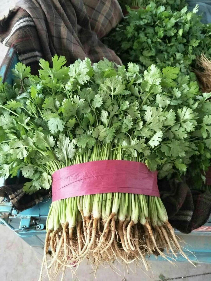 本地精品香菜质量有保证，产地真供，专业包装团队
