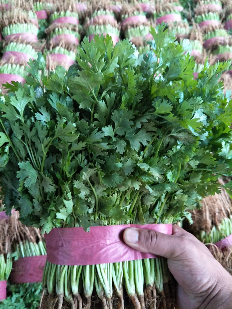 本地精品香菜质量有保证，产地真供，专业包装团队