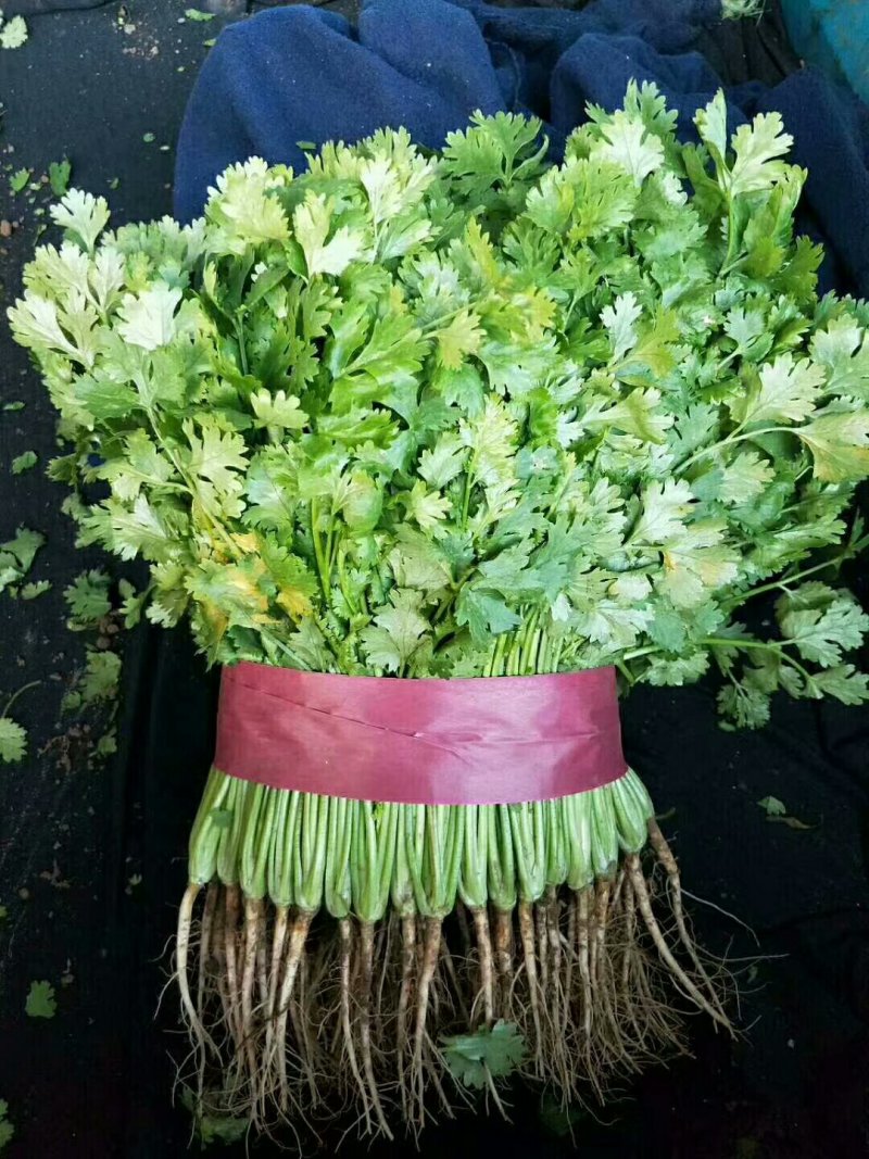 本地精品香菜质量有保证，产地真供，专业包装团队