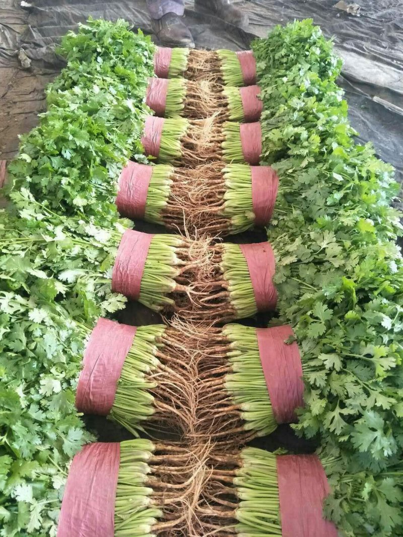 本地精品香菜质量有保证，产地真供，专业包装团队