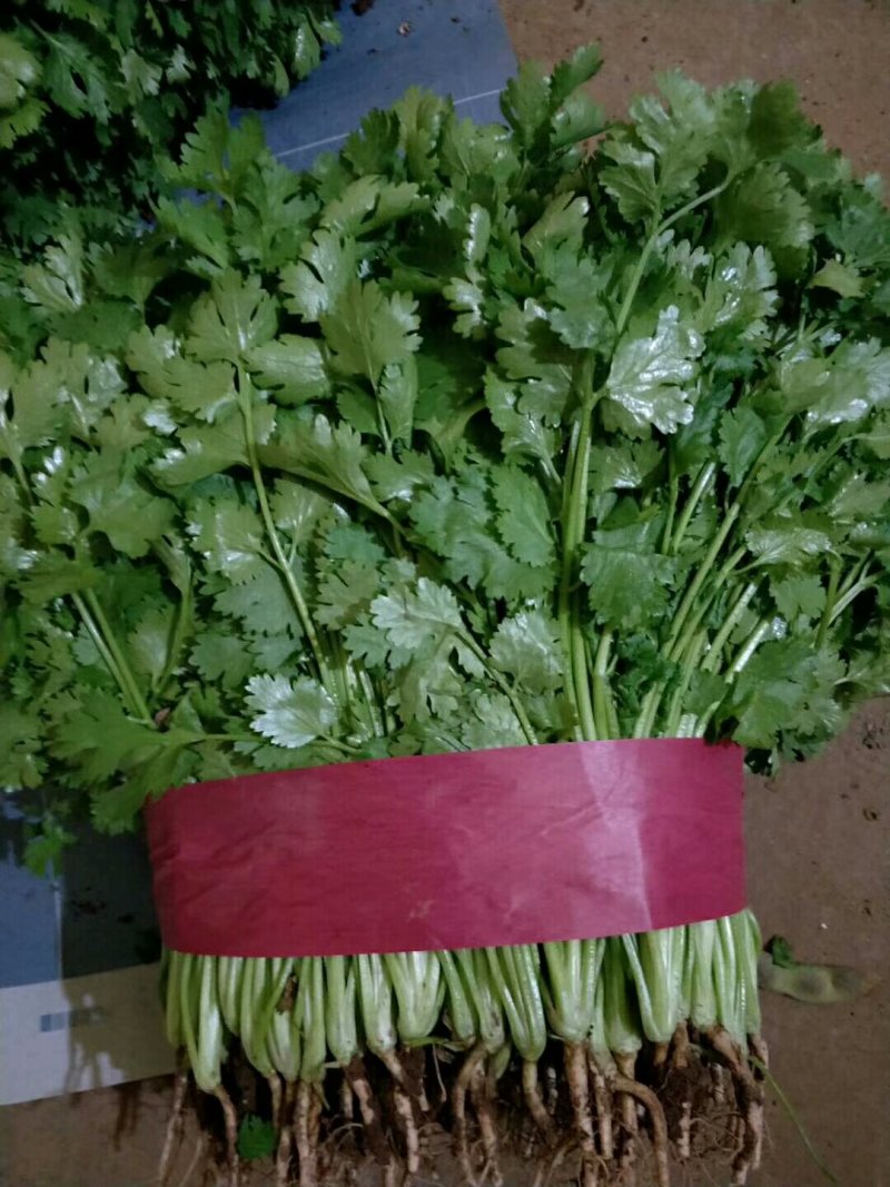 本地精品香菜质量有保证，产地真供，专业包装团队
