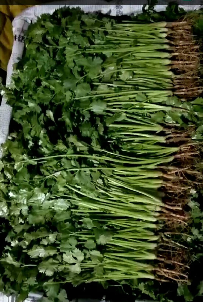本地精品香菜质量有保证，产地真供，专业包装团队