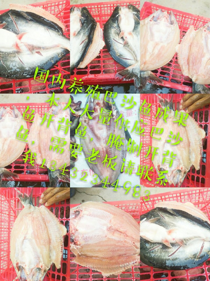 巴沙鱼