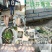 巴沙鱼