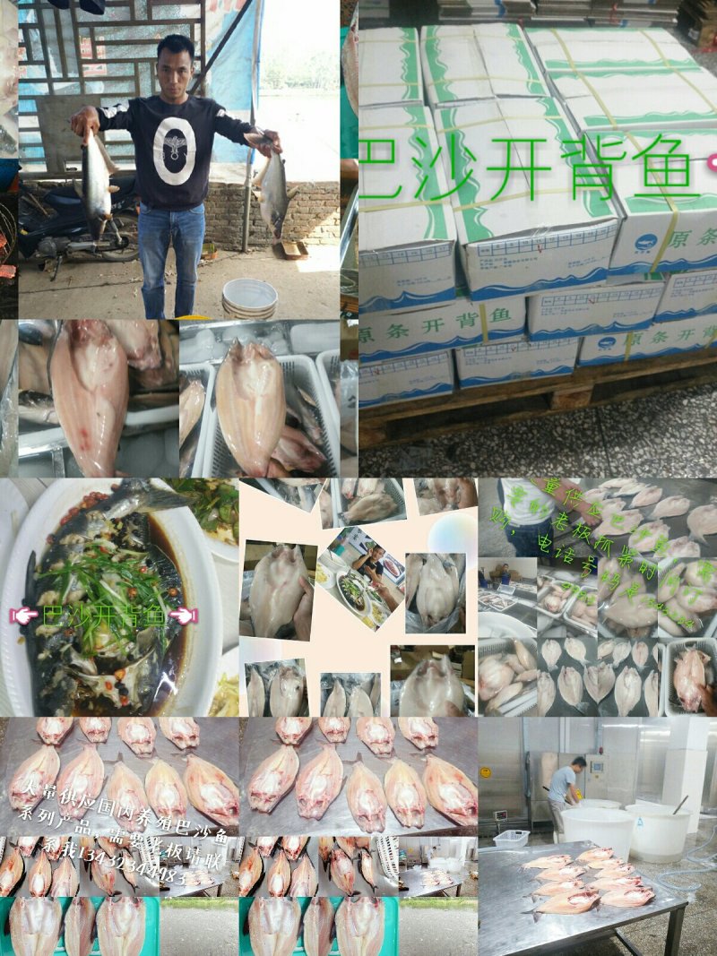 巴沙鱼