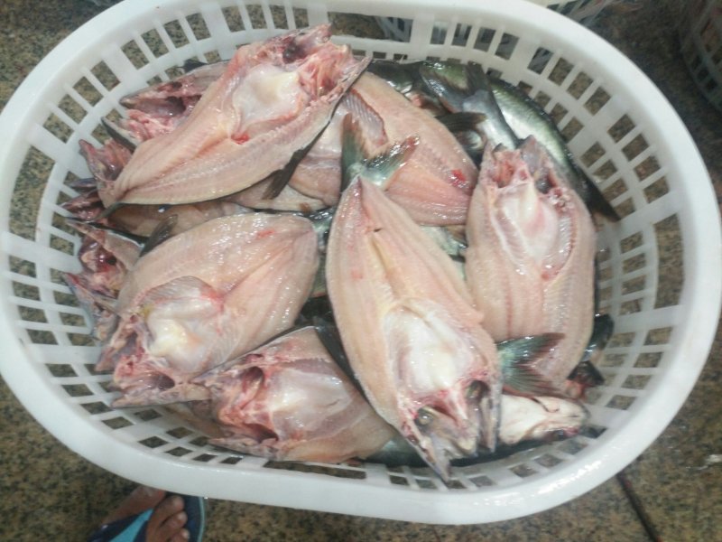 巴沙鱼