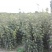 山东聊城大量供应桃树苗苹果苗梨树苗
