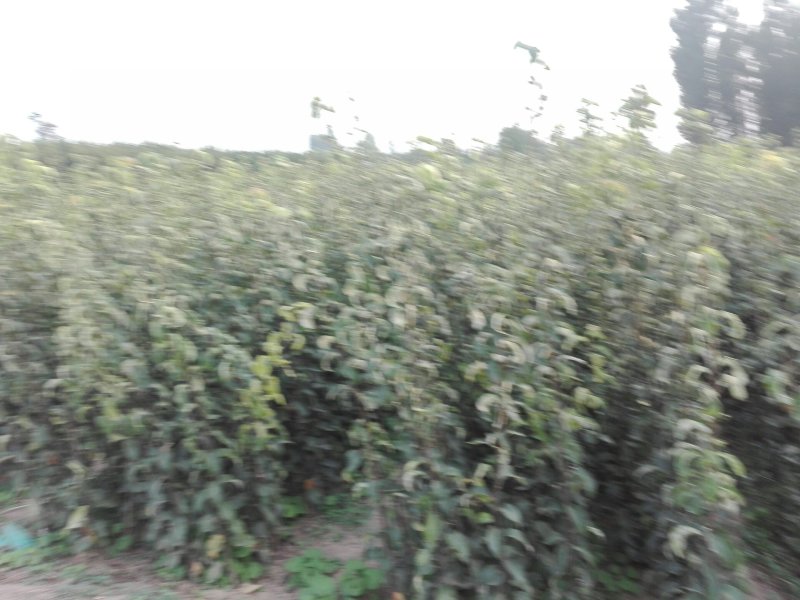 山东聊城大量供应桃树苗苹果苗梨树苗