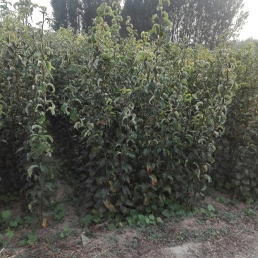 山东聊城大量供应桃树苗苹果苗梨树苗
