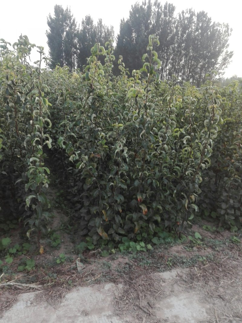 山东聊城大量供应桃树苗苹果苗梨树苗