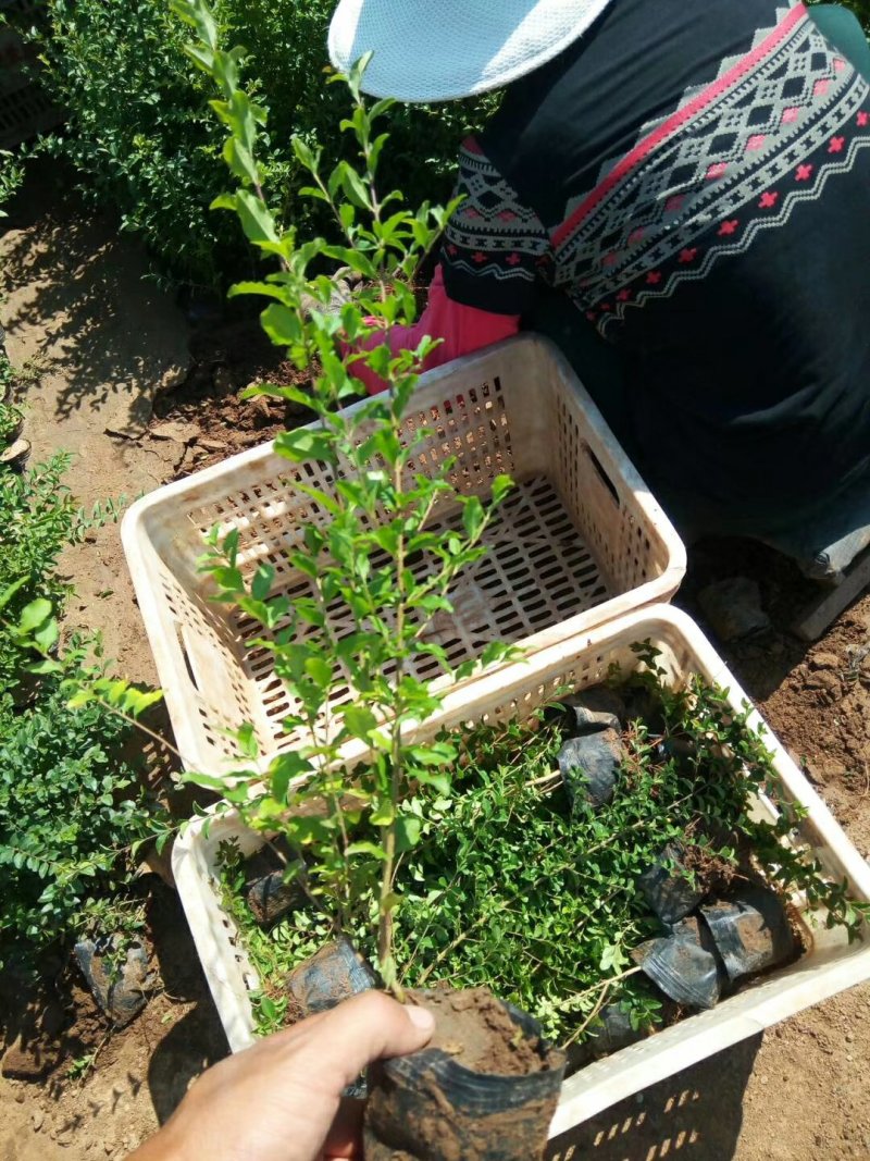 小叶女贞，女贞，基地直销，常年供应各种绿化苗木。