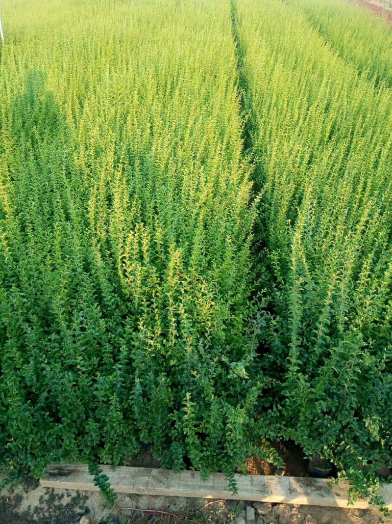 小叶女贞，女贞，基地直销，常年供应各种绿化苗木。