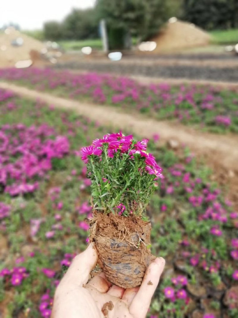 荷兰菊，基地直销，常年供应各种绿化苗木