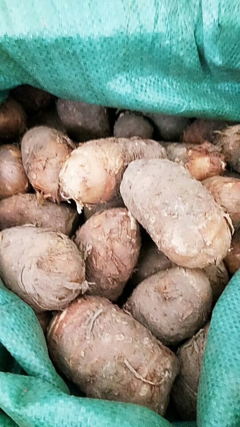 独角莲成品，栽子热卖中，有需要的联系