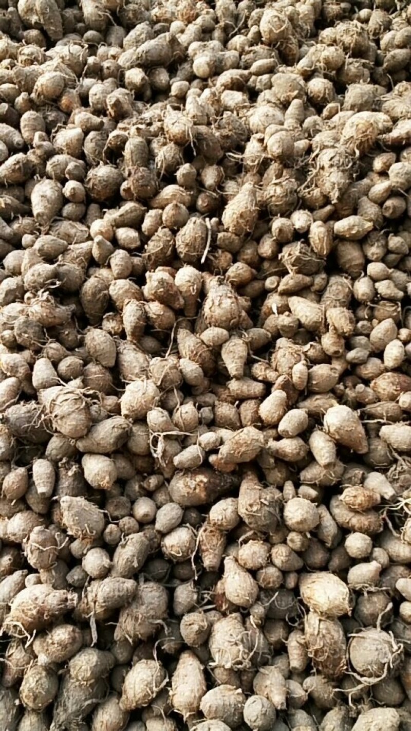 独角莲成品，栽子热卖中，有需要的联系
