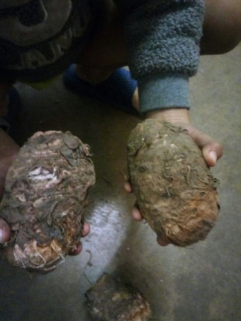 独角莲成品，栽子热卖中，有需要的联系