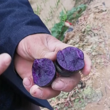 黑金刚土豆原种