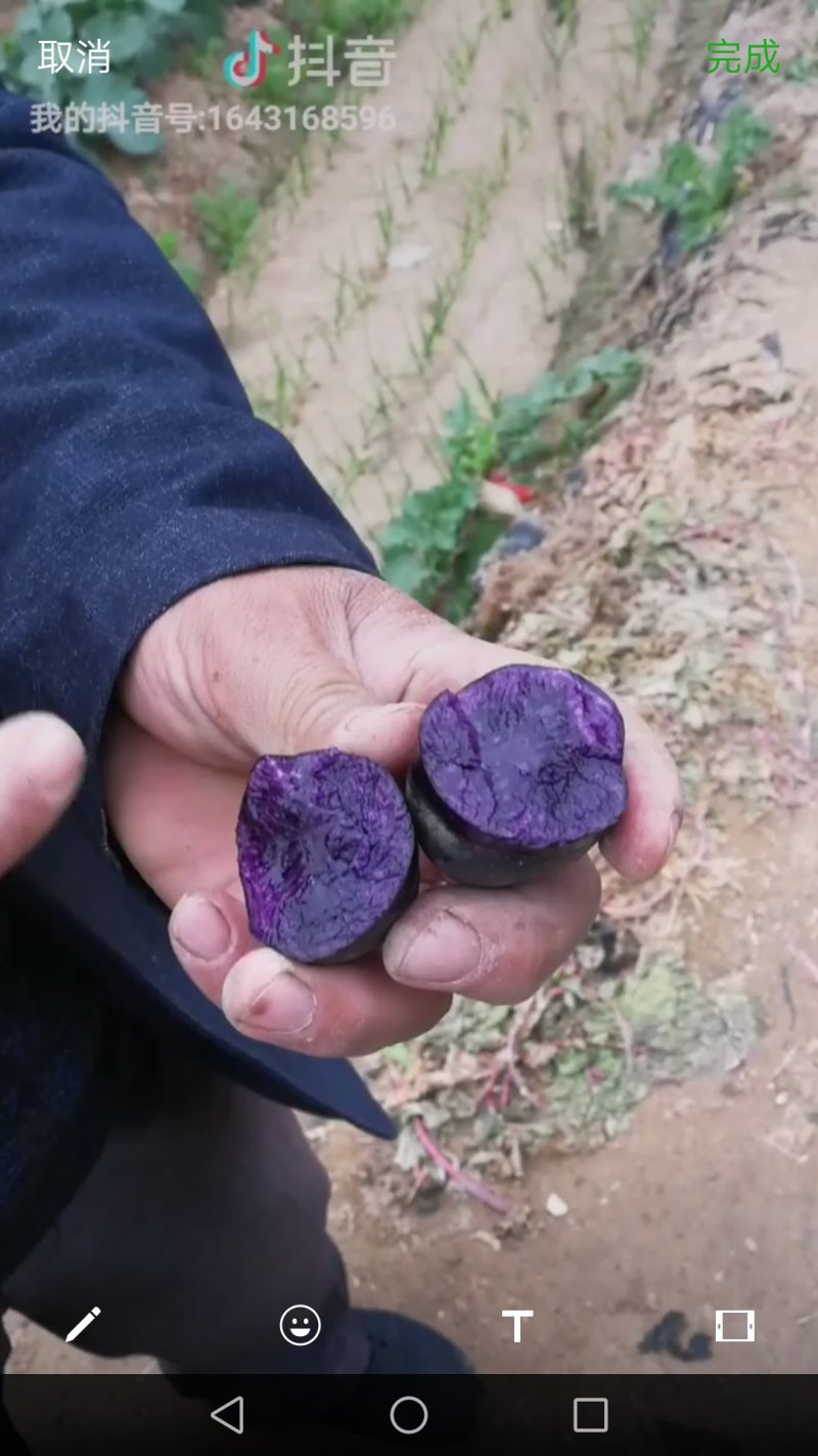 黑金刚土豆原种