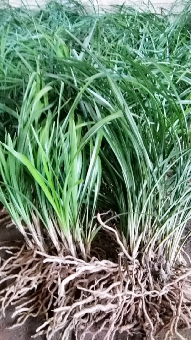 大棵蕙兰（10-15苗一棵，10棵起包邮）