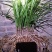 大棵蕙兰（10-15苗一棵，10棵起包邮）