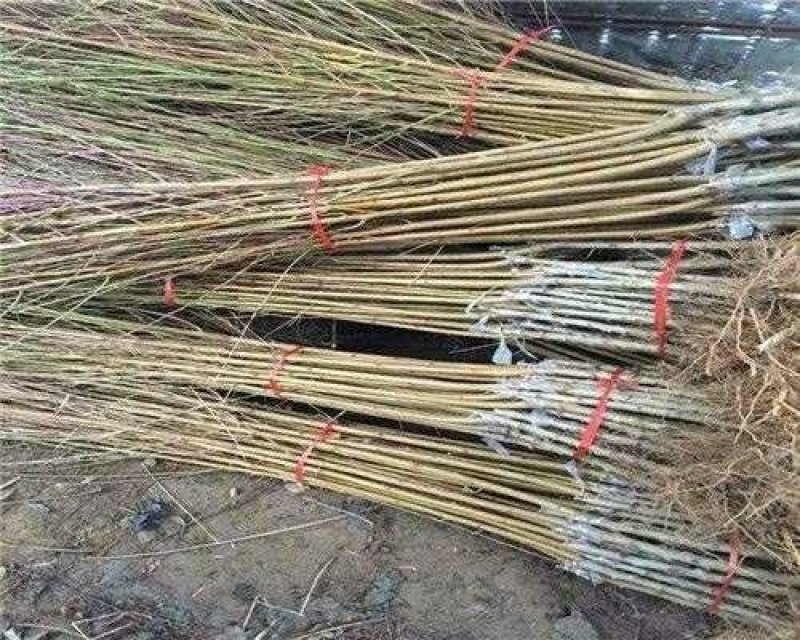 蟠桃树苗蟠桃树苗，品种齐全，自家苗圃培育出售。