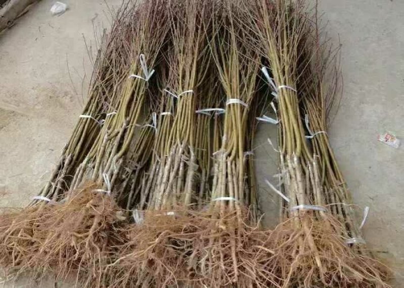 蟠桃树苗蟠桃树苗，品种齐全，自家苗圃培育出售。