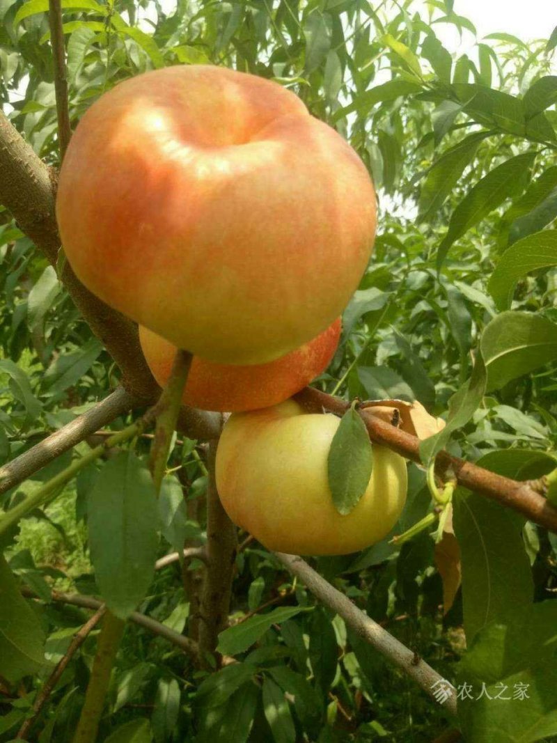 蟠桃树苗蟠桃树苗，品种齐全，自家苗圃培育出售。