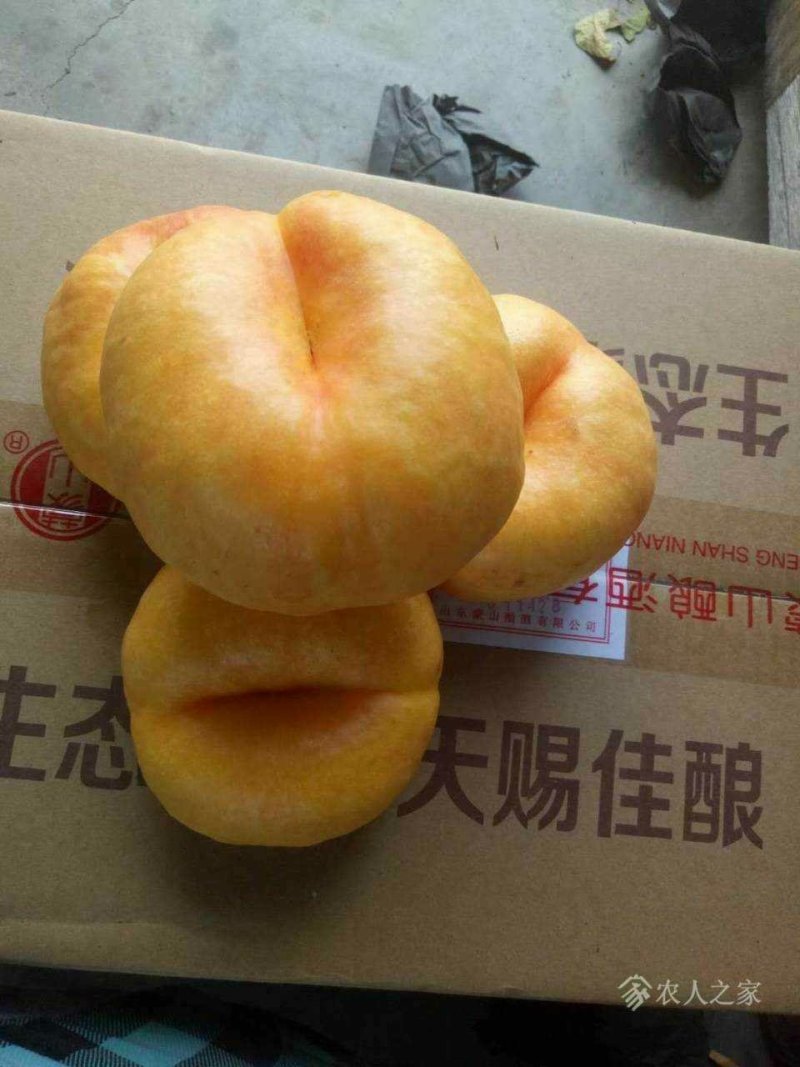 蟠桃树苗蟠桃树苗，品种齐全，自家苗圃培育出售。