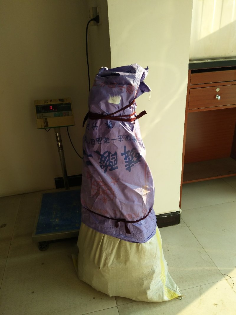 蟠桃树苗蟠桃树苗，品种齐全，自家苗圃培育出售。