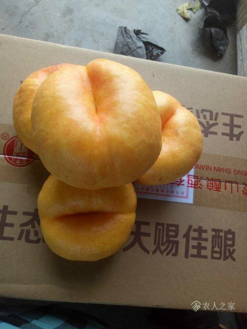 蟠桃树苗蟠桃树苗，品种齐全，自家苗圃培育出售。
