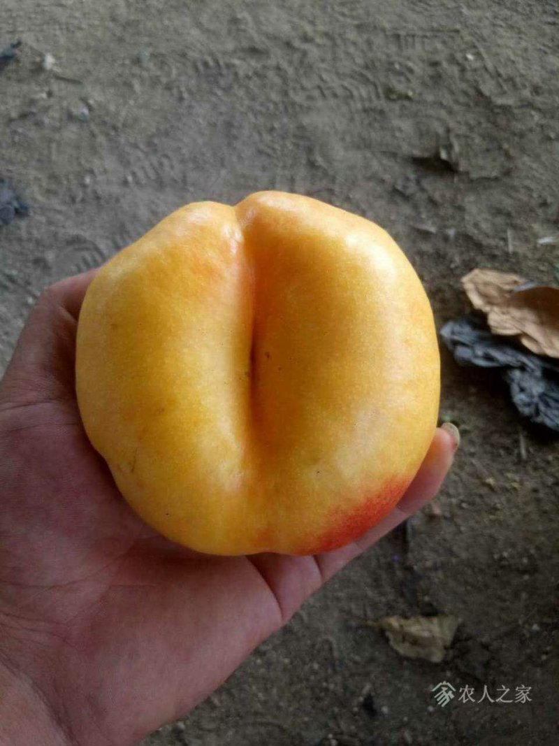 蟠桃树苗蟠桃树苗，品种齐全，自家苗圃培育出售。