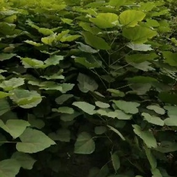 梓树苗