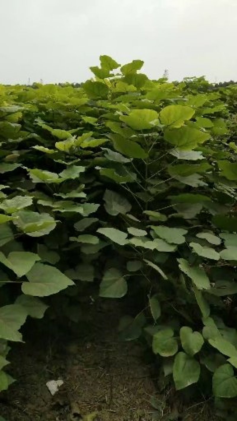 梓树苗