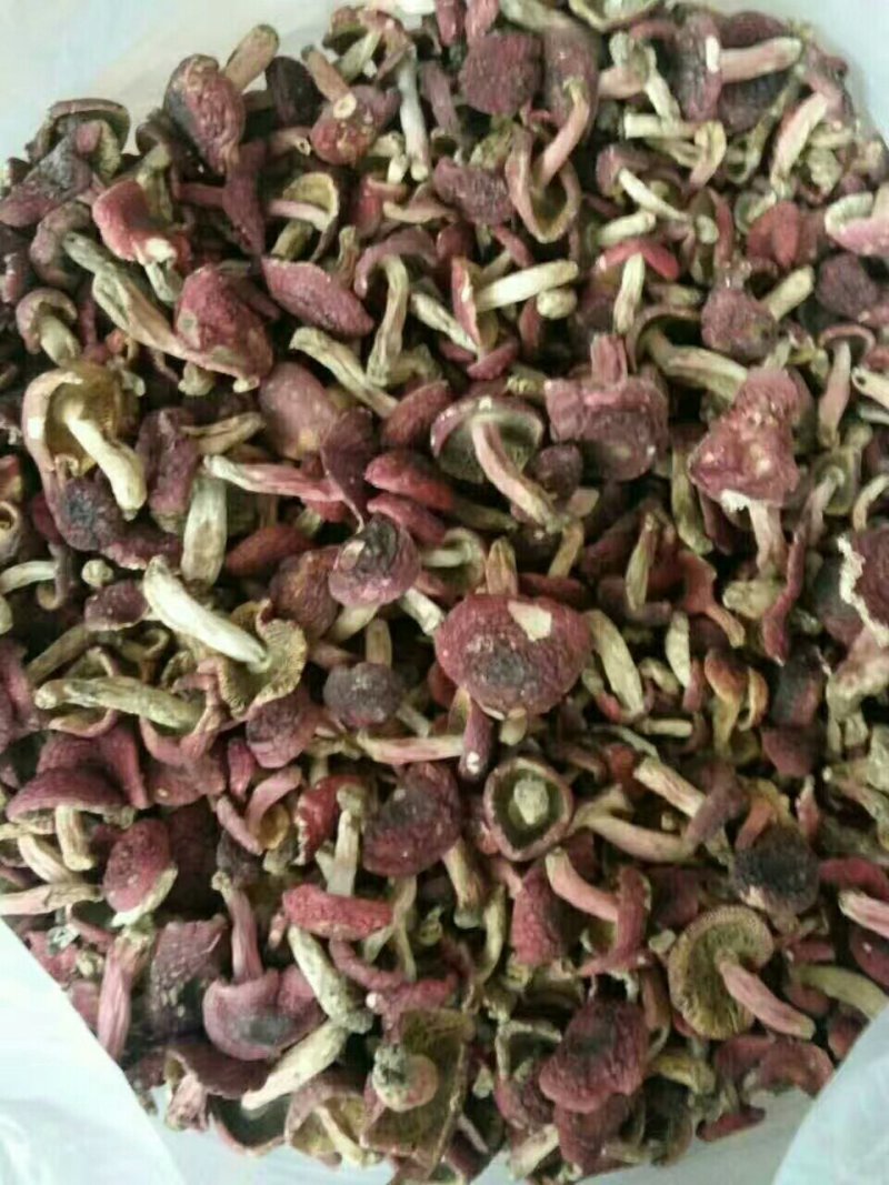 野生红菇