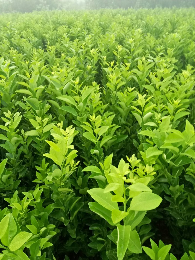 沙糖柑苗:苗场直供，可以视频看苗下单