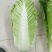 黄心白菜