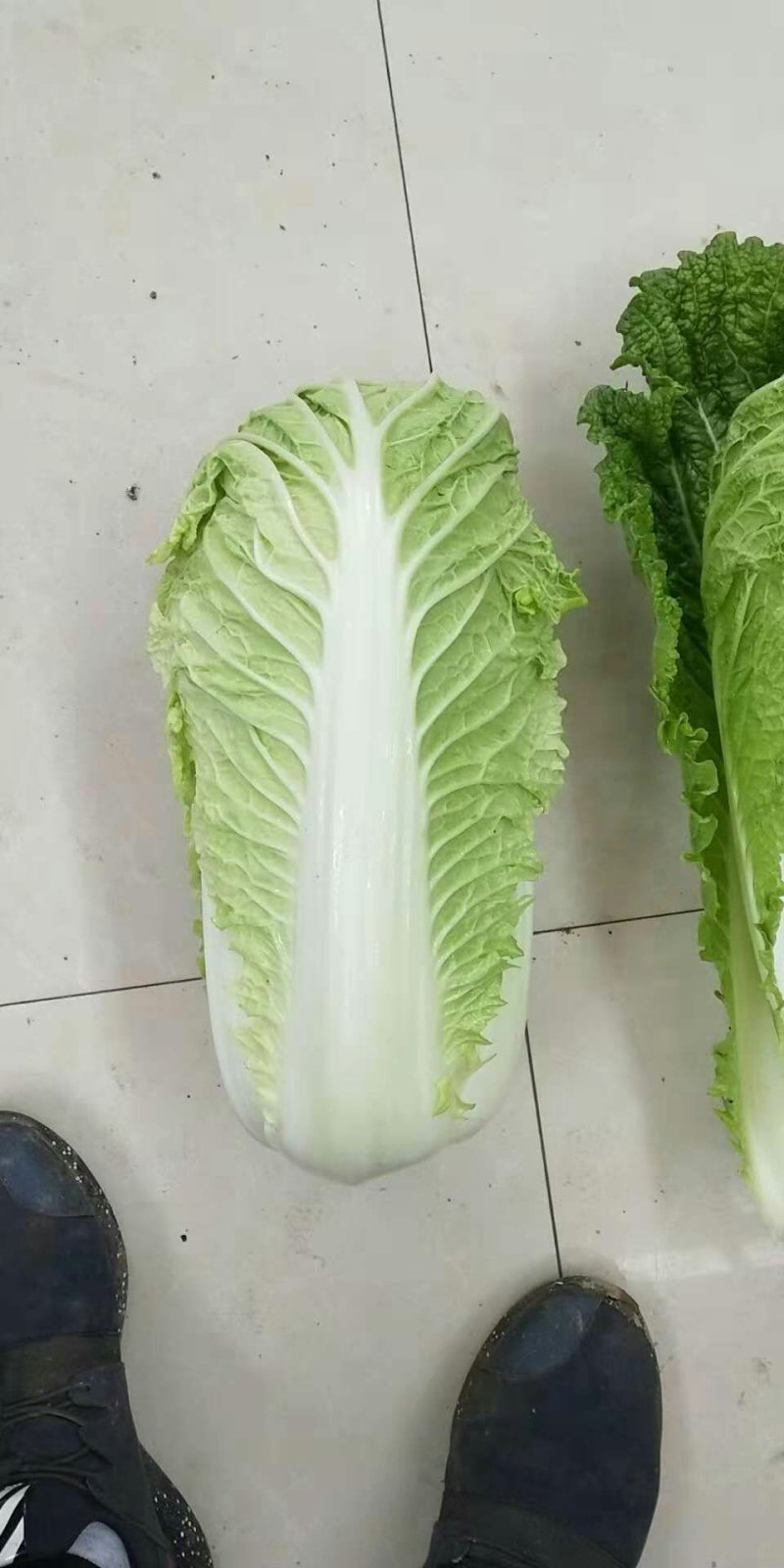 黄心白菜