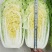 黄心白菜