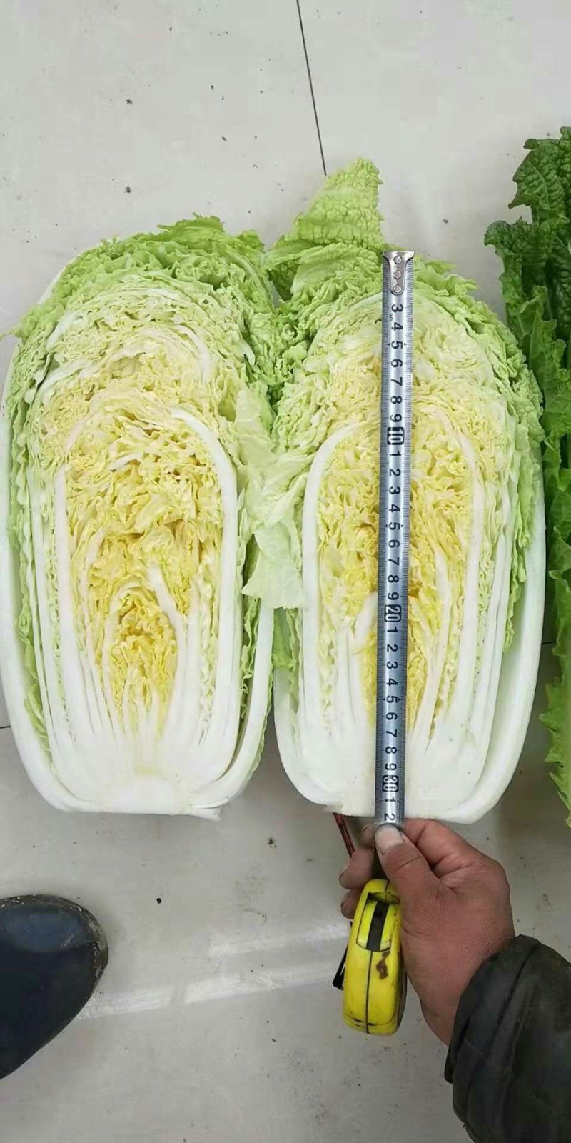 黄心白菜