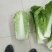 黄心白菜
