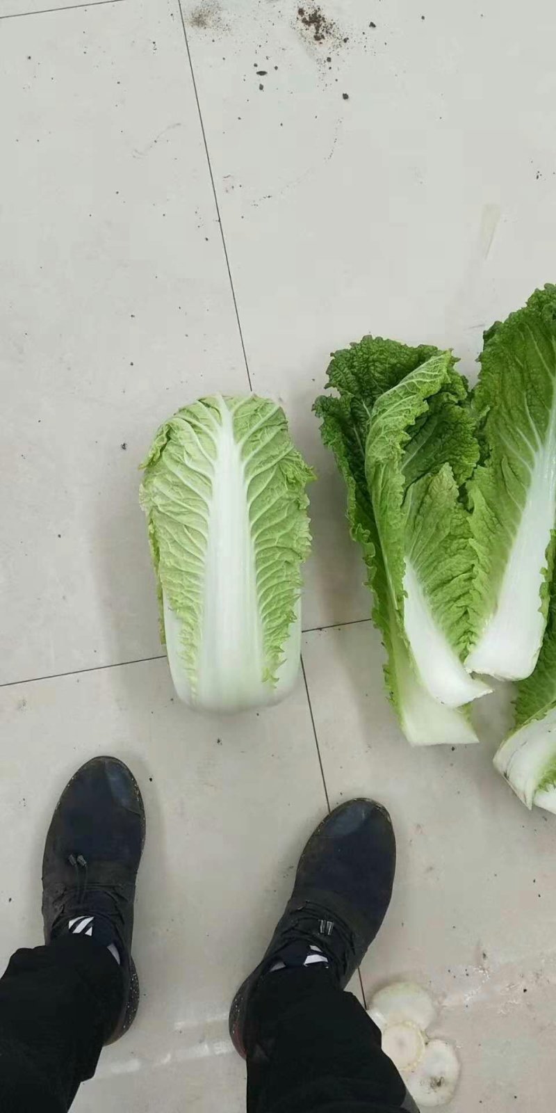 黄心白菜